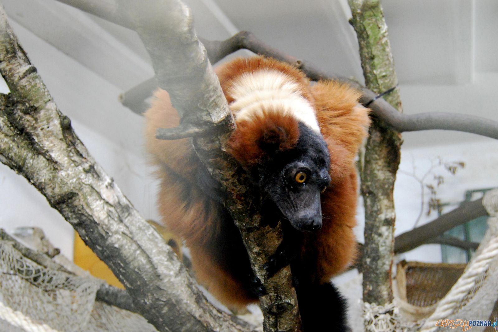 Lemur wari - Jessie  Foto: ZOO Poznań