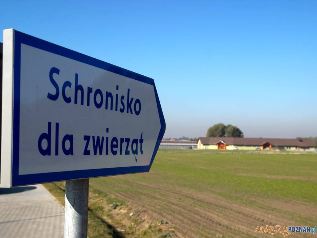 Schronisko dla Zwierząt w Skałowie  Foto: Schronisko dla Zwierząt w Skałowie