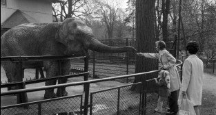 Słonica Kinga w ZOO - 1975  Foto: Stanisław Wiktor / Cyryl