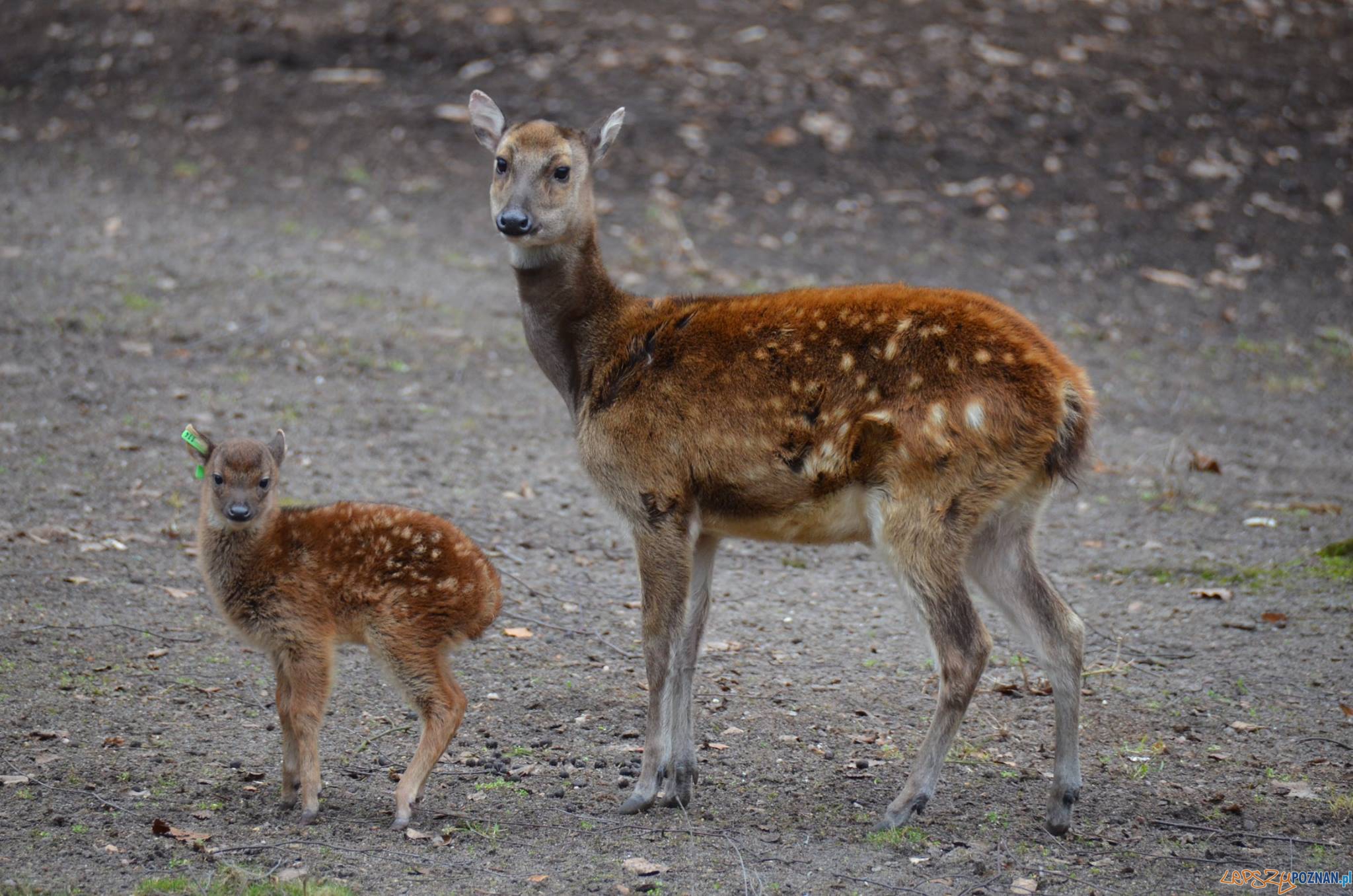 W cologu urodził się jelonek Alfreda  Foto: ZOO Poznań