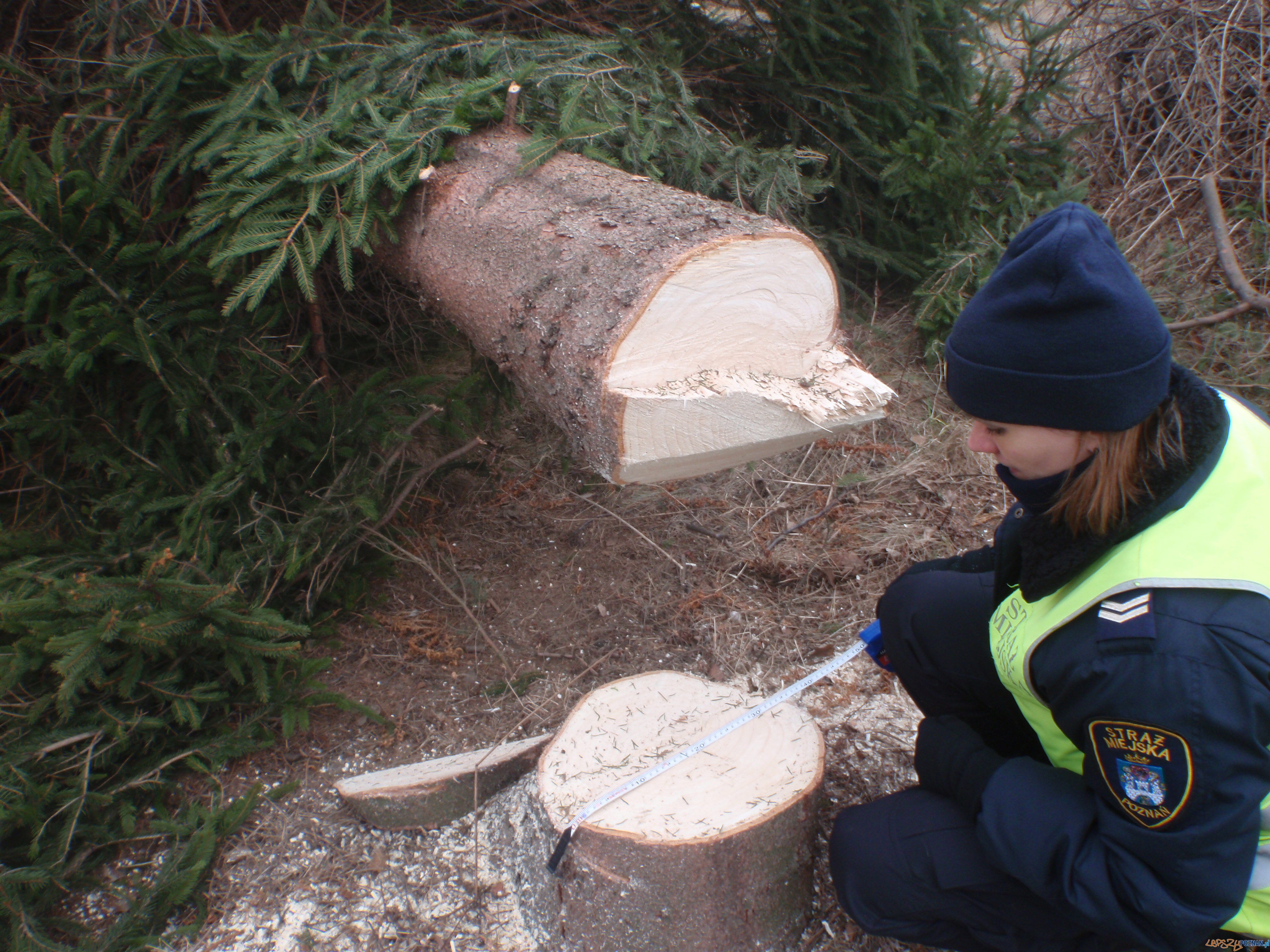 Nielegalna wycinka drzew na Podolanach  Foto: Straż Miejska Miasta Poznania