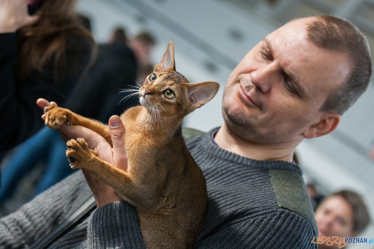 Wystawa kotów rasowych (20.02.2016) MTP  Foto: © lepszyPOZNAN.pl / Karolina Kiraga