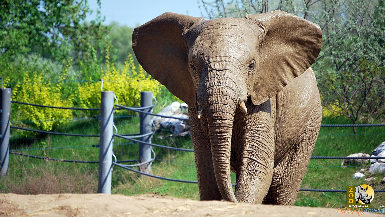 yzik  Foto: ZOO POZNAŃ