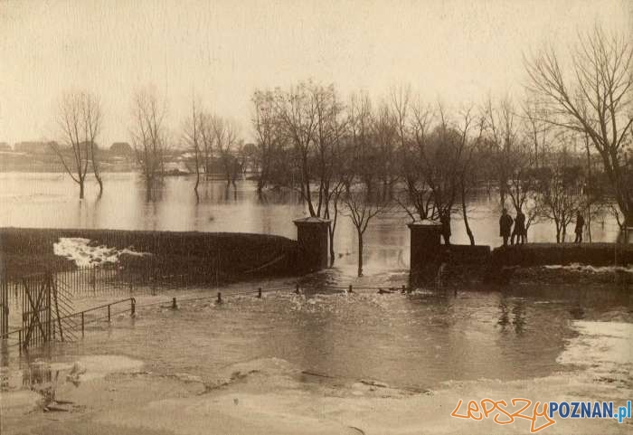 Powódź 1888 widok na Łęgi Dębińskie  Foto: MKZ