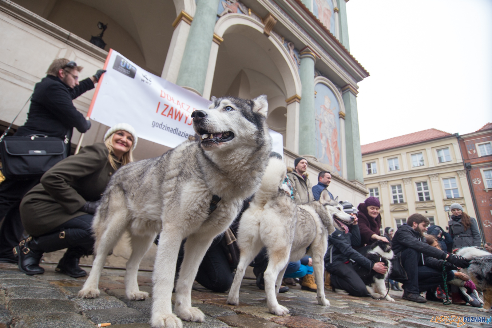 Zawyj dla wilka  Foto: lepszyPOZNAN.pl / Piotr Rychter