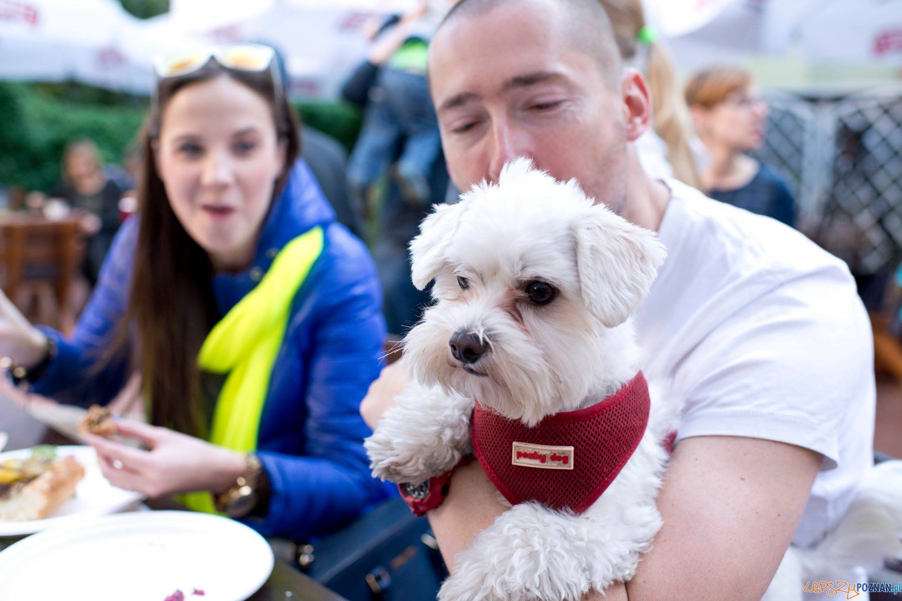 Master Chef for dogs  Foto: facebook