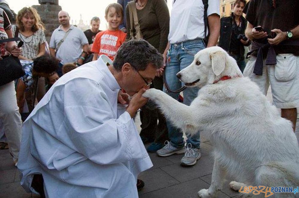 Animalpastor  Foto: materiały prasowe