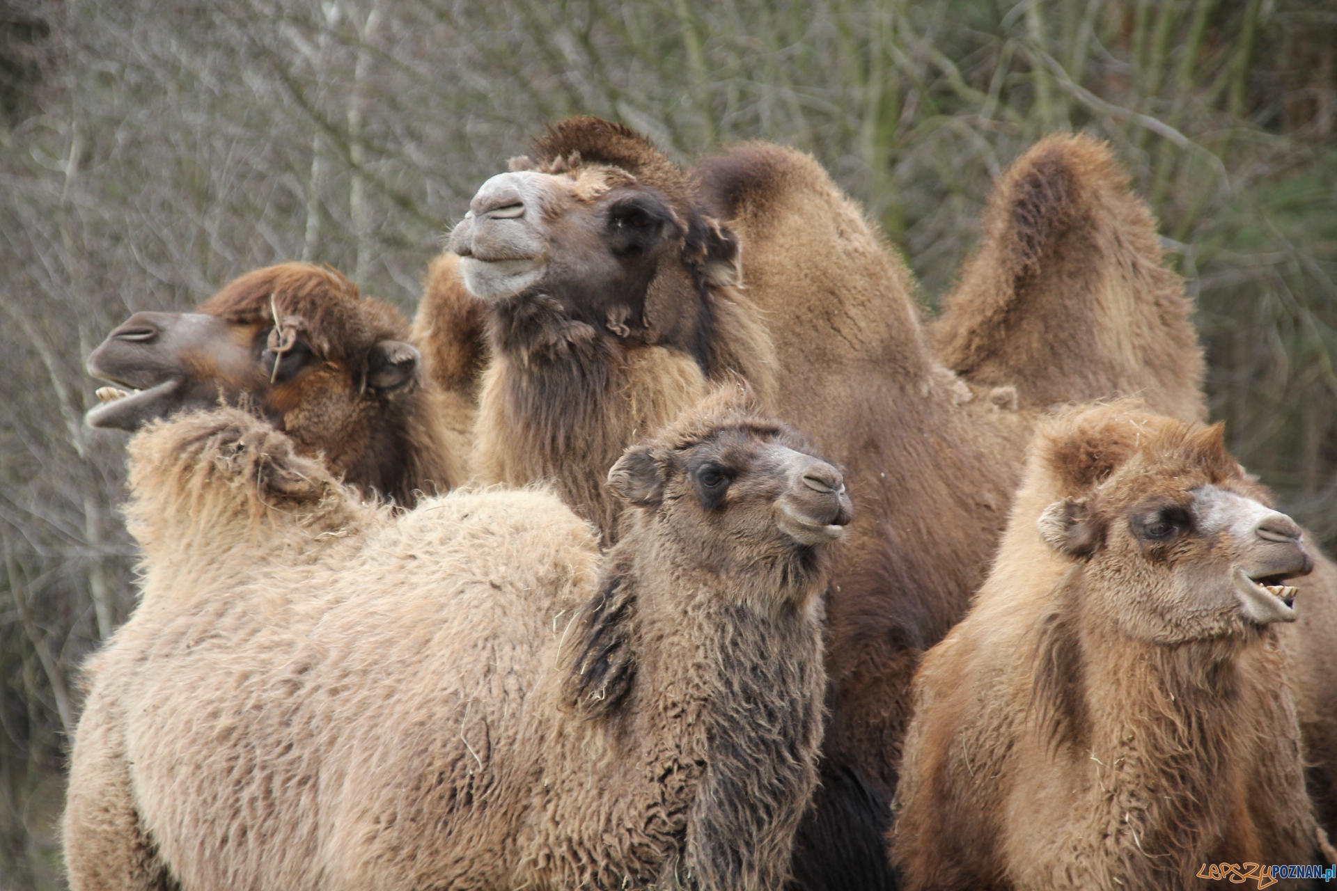 Wielbłady - od prawej  Layla, Karim , Wanilia ,Gaja  Foto: ZOO Poznań