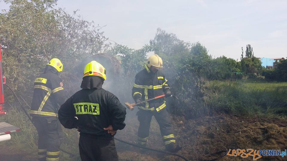 Płonęła trawa - płonąć mogą lasy  Foto: OSP Luboń