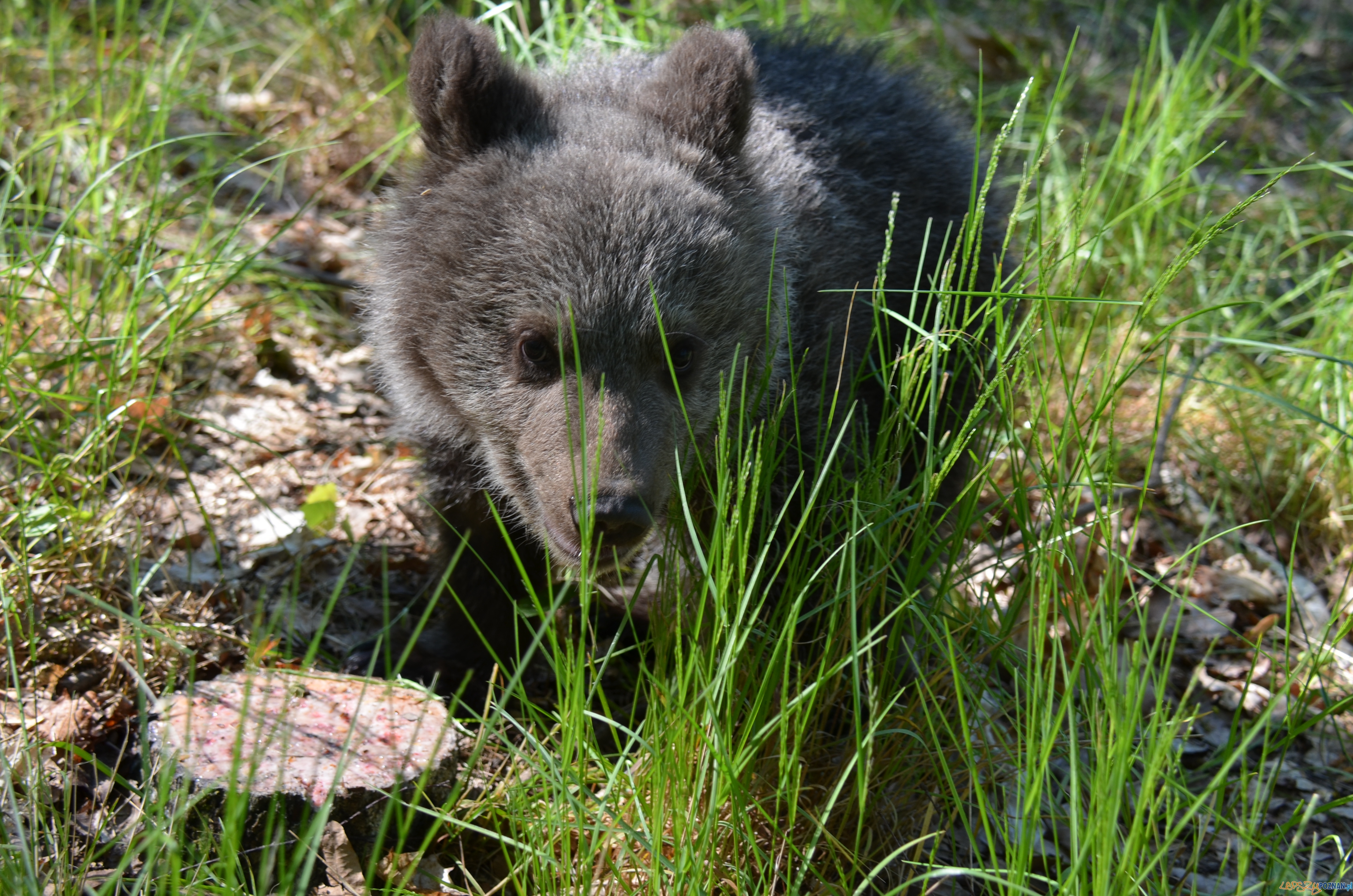 Cisna poznała wybieg  Foto: Zoo