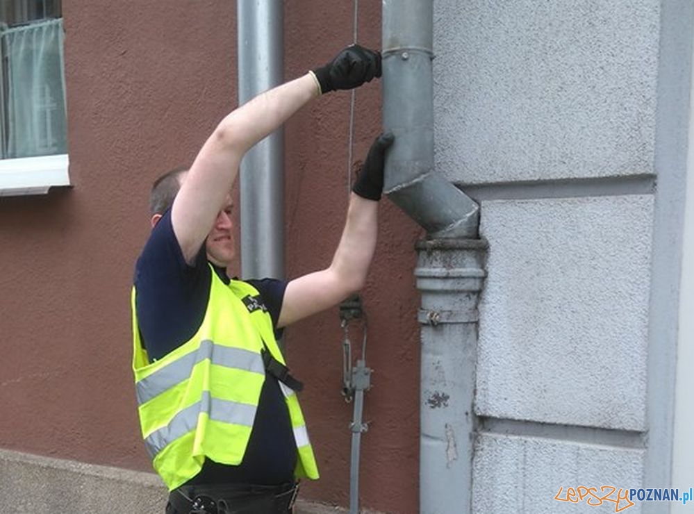 Straż rartuje uwięzionego w rynnie ptaka  Foto: Straż Miejska