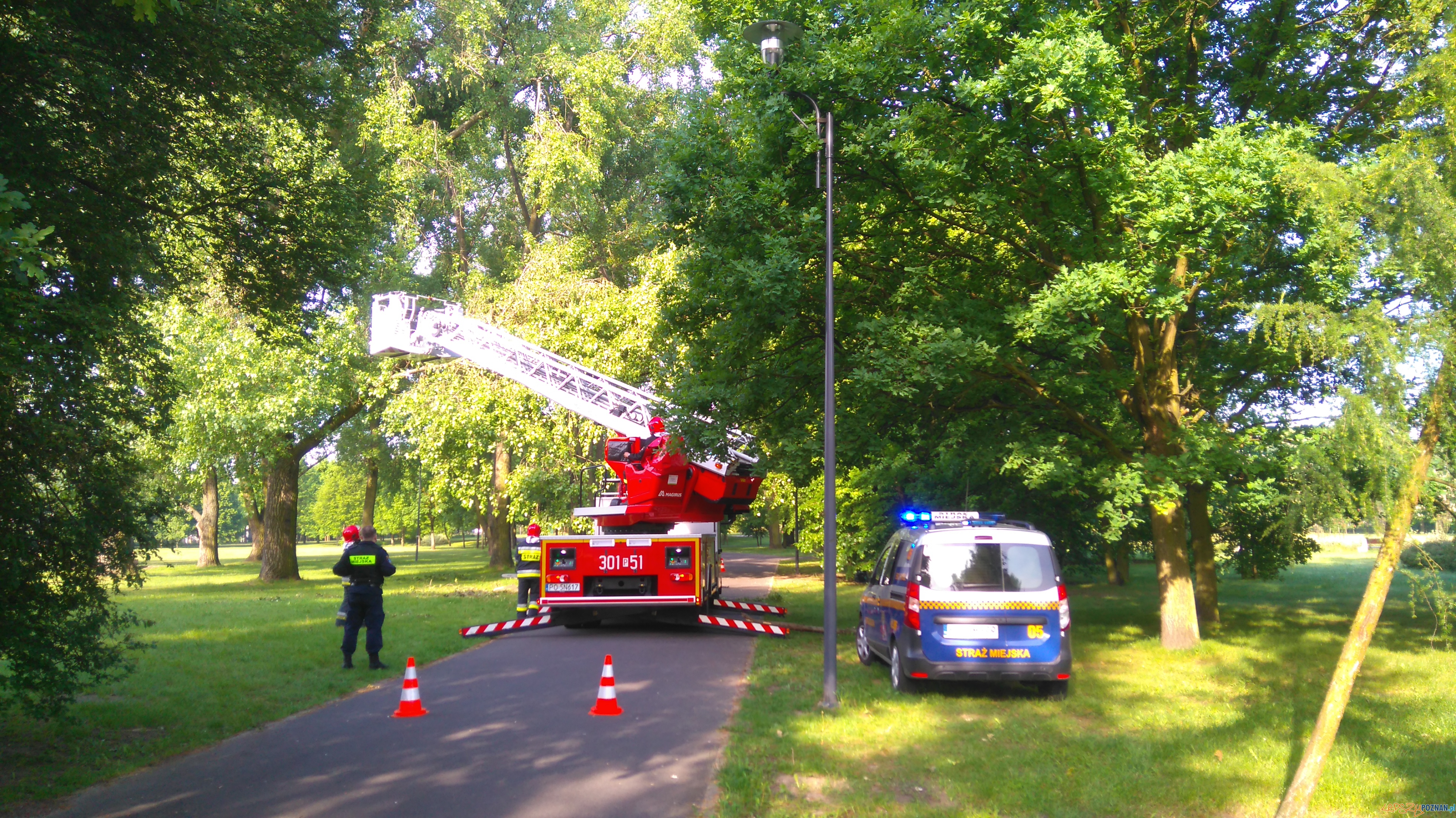 Groźny konar  Foto: Straż Miejska