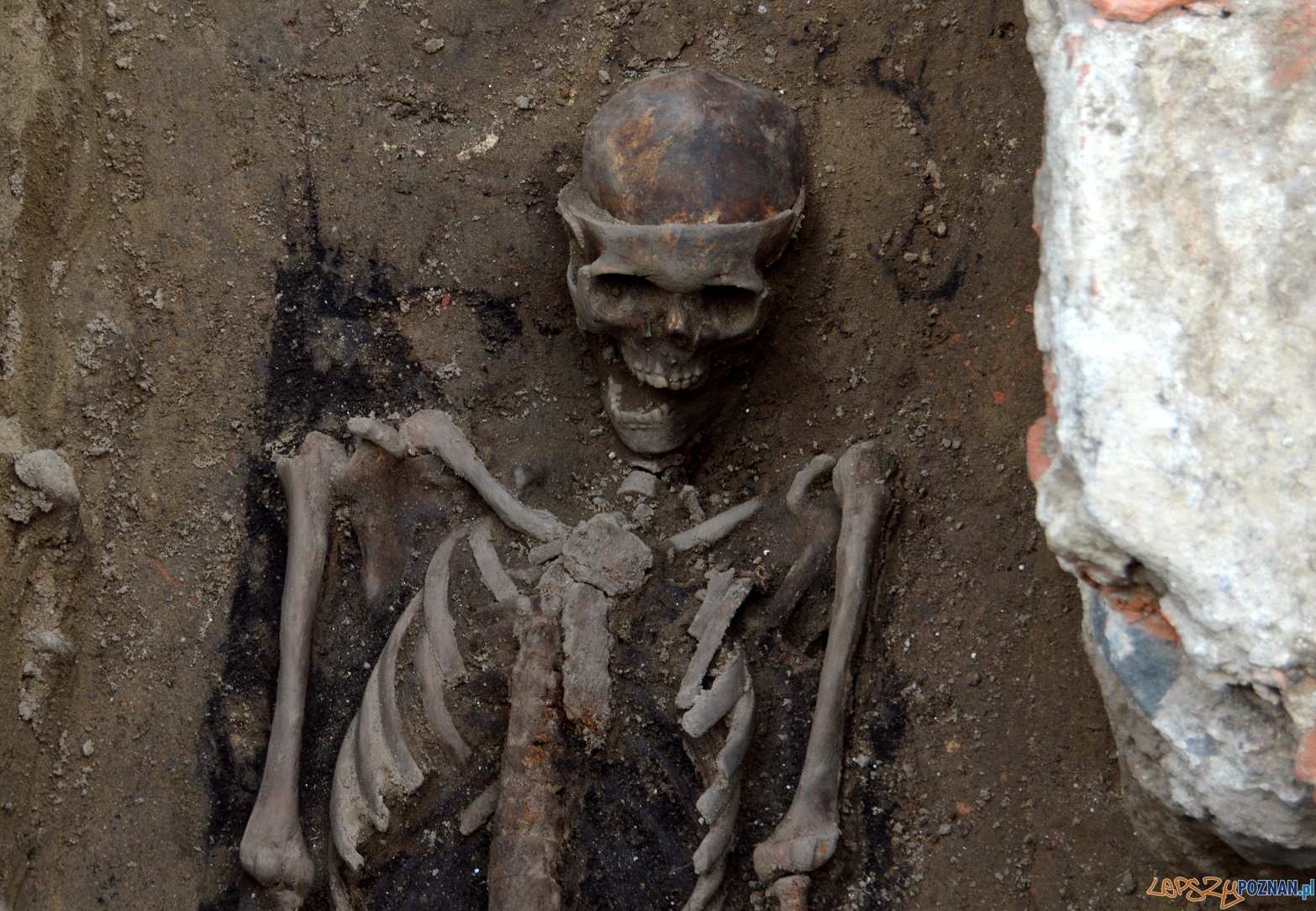 Szkielet w wykopalisku  Foto: UMP