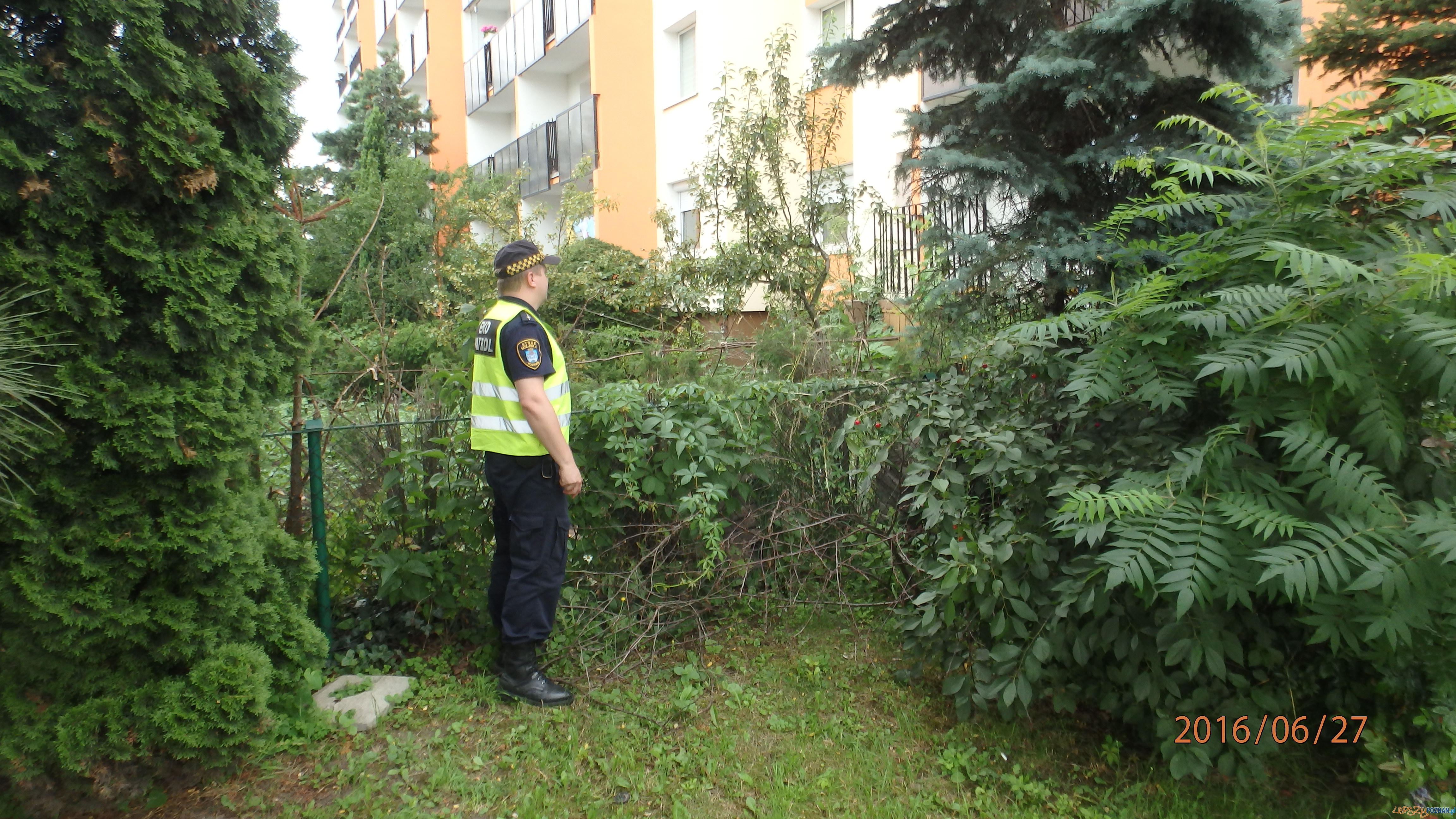 Bardzo szkodliwy barszcz  Foto: Straż Miejska Poznania