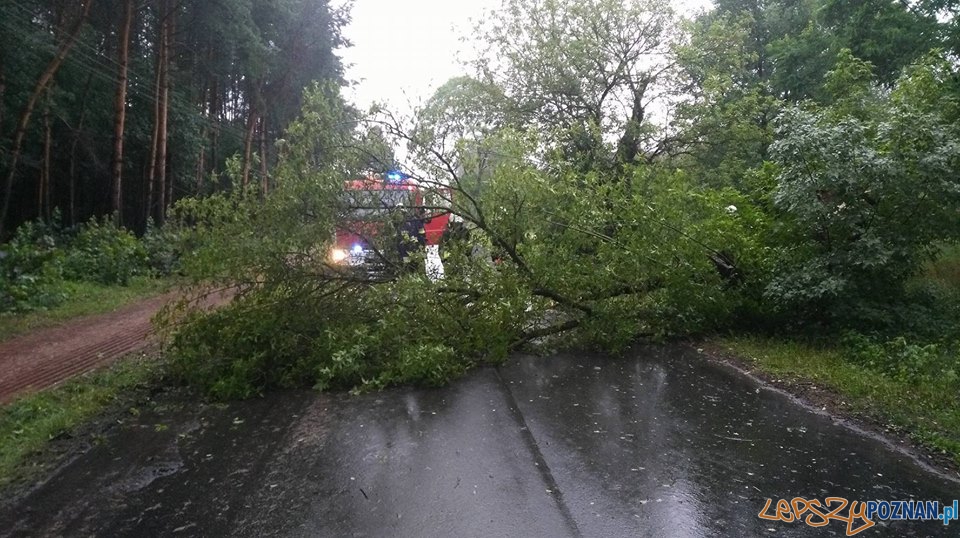 Interwencje strażaków w okolicach Skoków  Foto: OSP Skoki