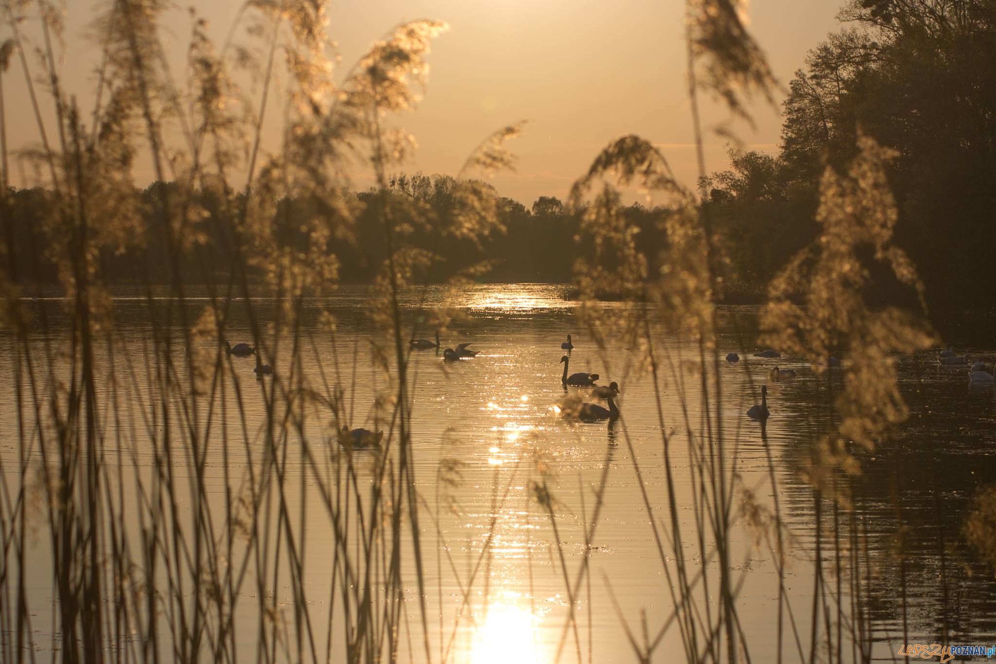 jezioro Strzeszyńskie  Foto: Ewelina Jaśkowiak