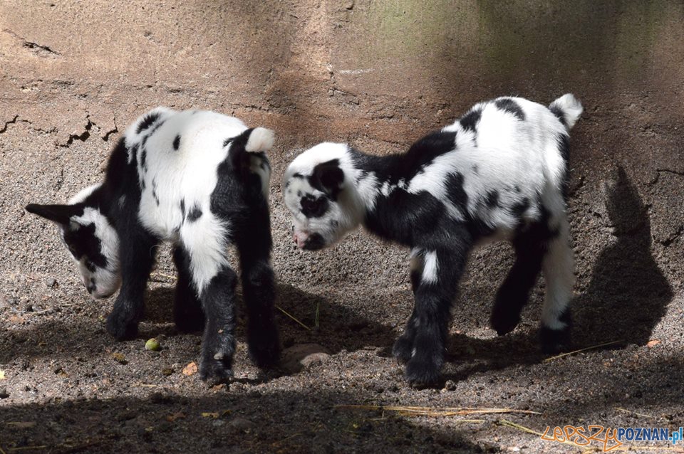 Nowe maluchy w cologu  Foto: ZOO POZNAŃ