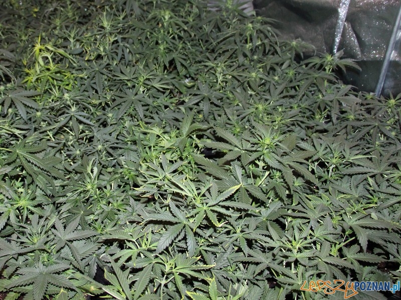 W mieszkaniu znaleziono plantację marihuany i...  Foto: KWP w Poznaniu