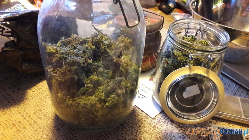 Marihuana nadal nielegalna, plantatorzy ścigani  Foto: KWP w Poznaniu