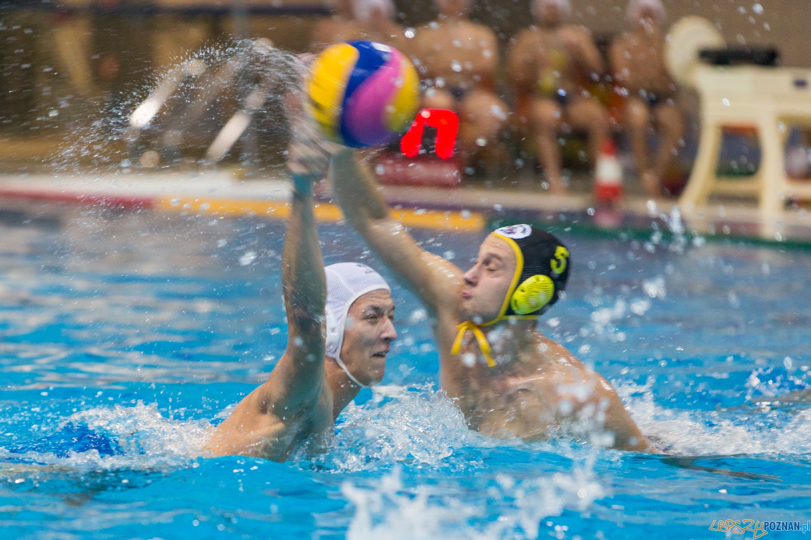 KS Waterpolo Poznań - WTS Polonia Bytom  Foto: lepszyPOZNAN.pl / Piotr Rychter