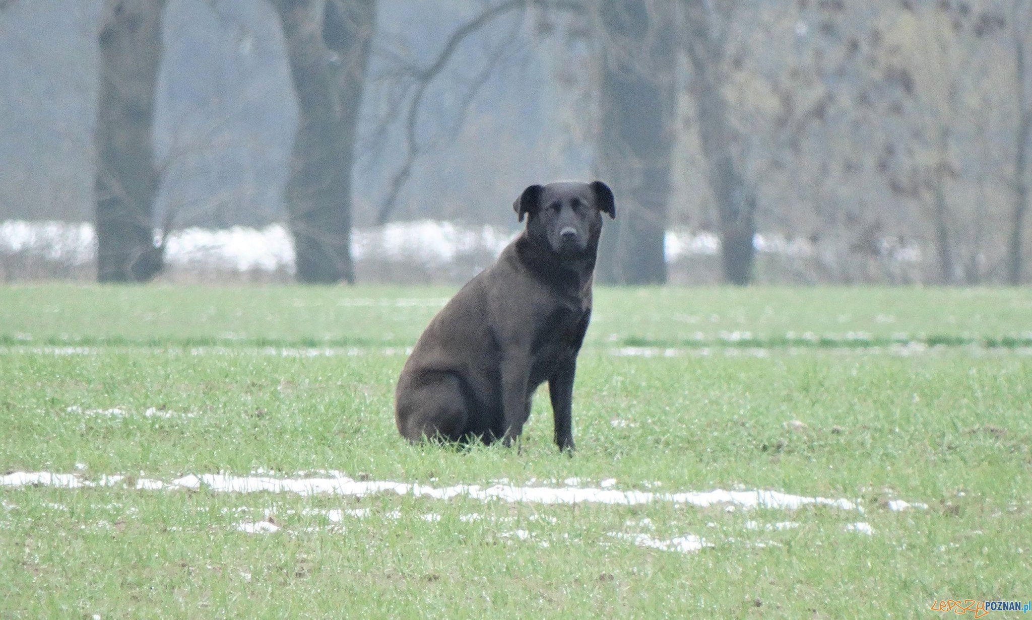 Suczka z Nekli jest już pod fachową opieką  Foto: Schronisko dla Zwierząt w Skałowie