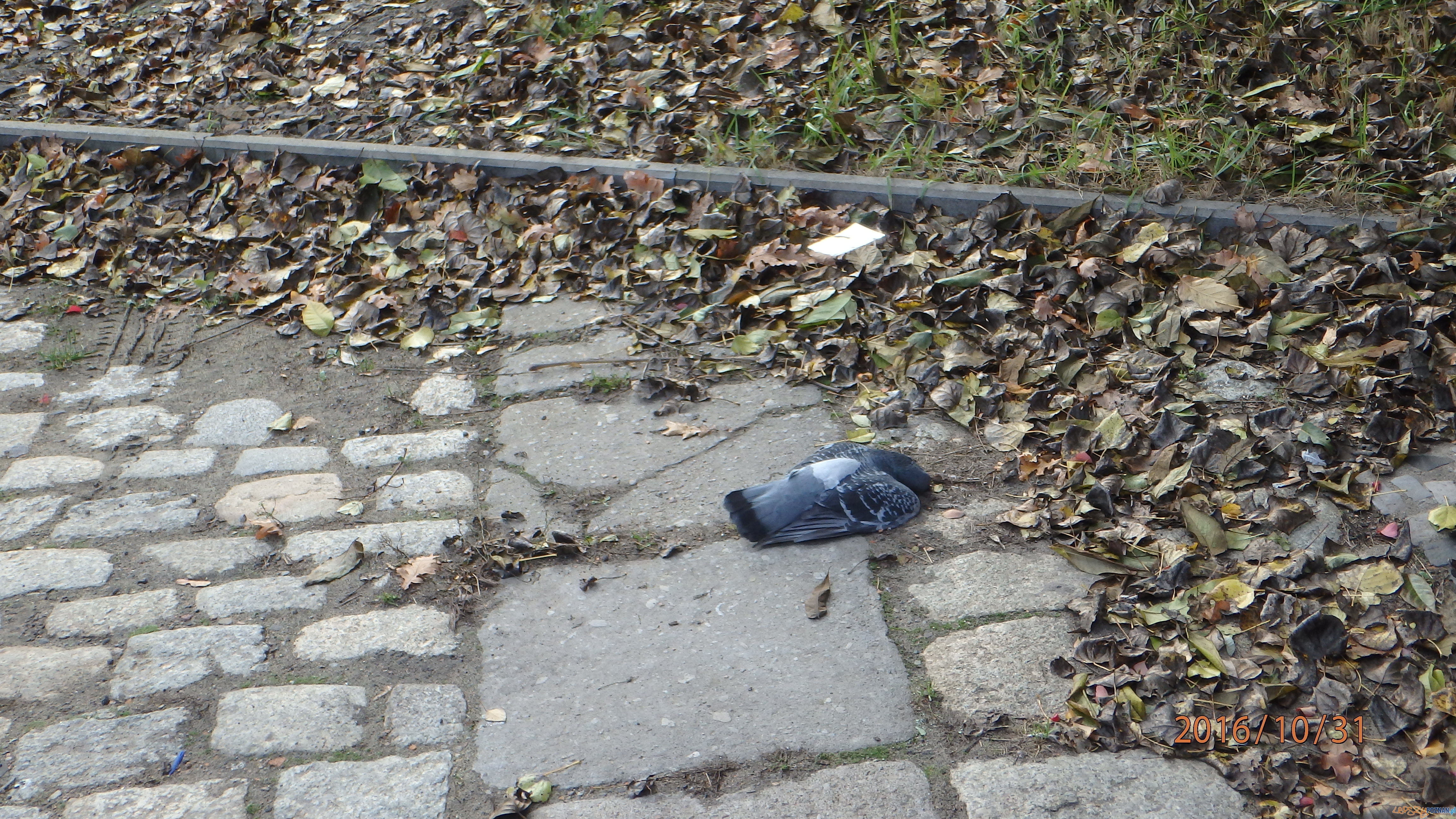 Zagadkowa śmierć gołębi  Foto: Straż Miejska