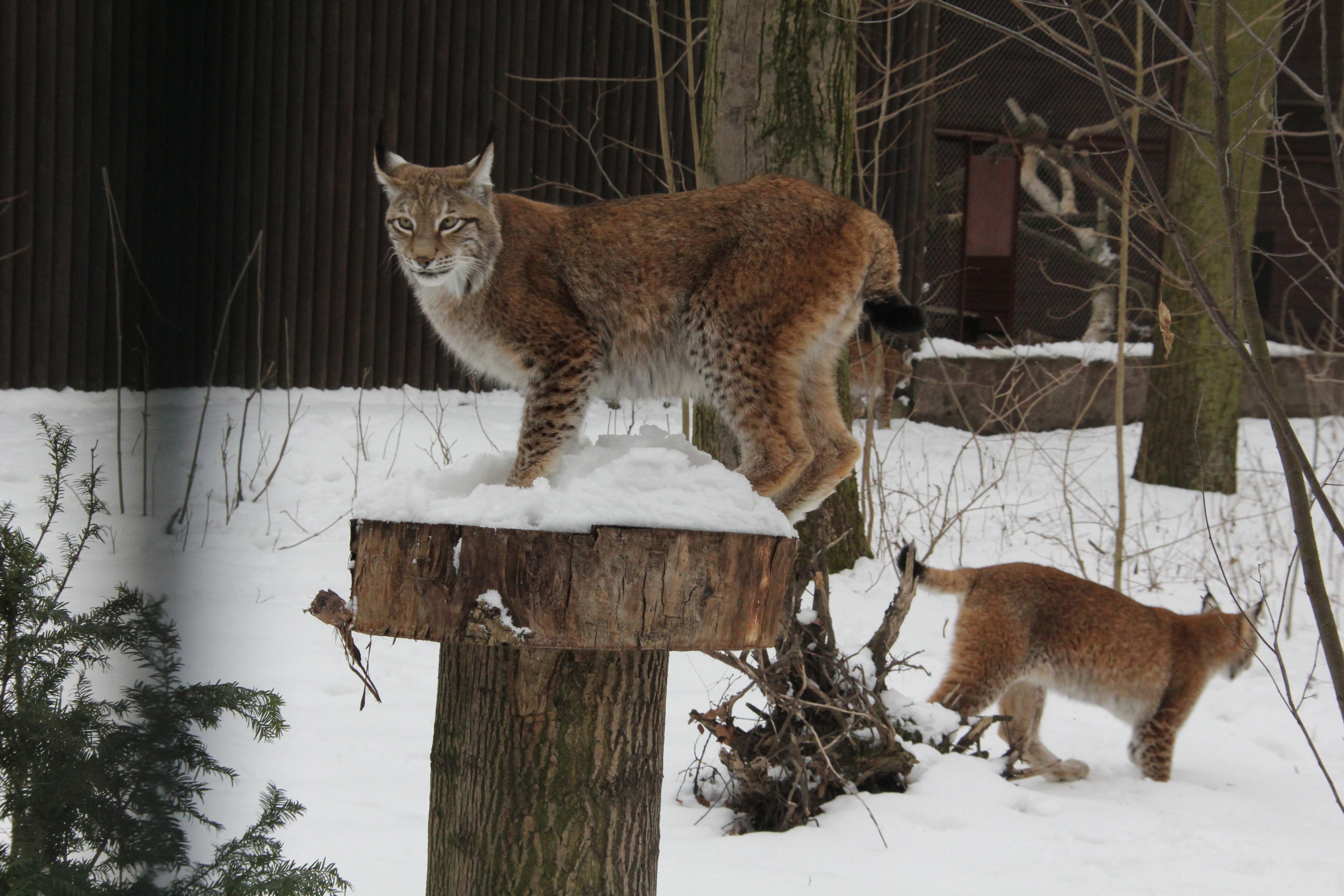 Zwierzaki w zoo - zima  Foto: ZOO Poznań