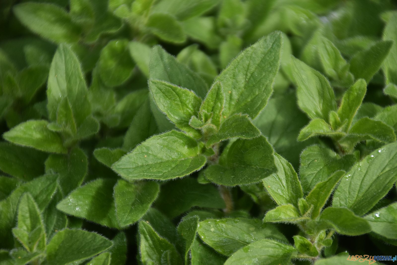 Oregano  Foto: Krzysztof Golik / wikipedia CC BY-SA 4.0