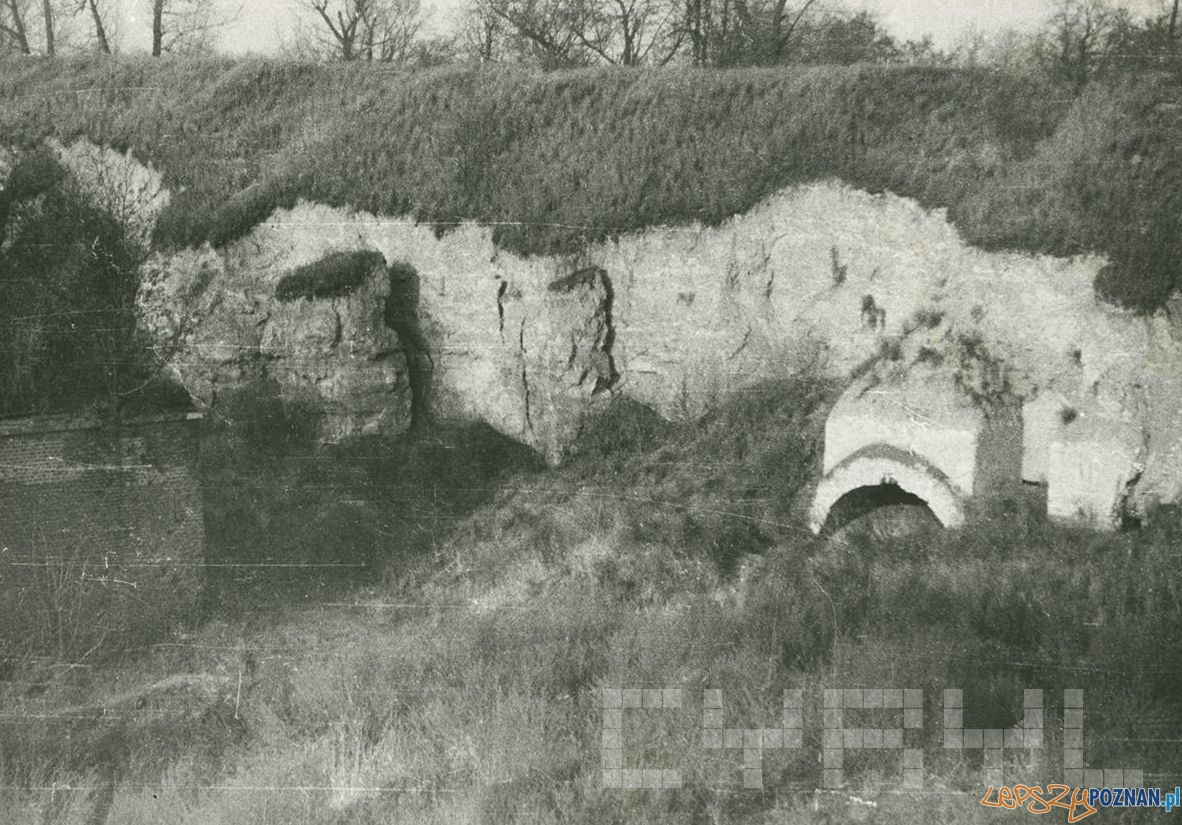 Pozostałości fortu Winiary, prawdopodobnie rawelinu II (obecnie rosarium) około 1962 roku  Foto: Cz. Czub / MKZ / Cyryl