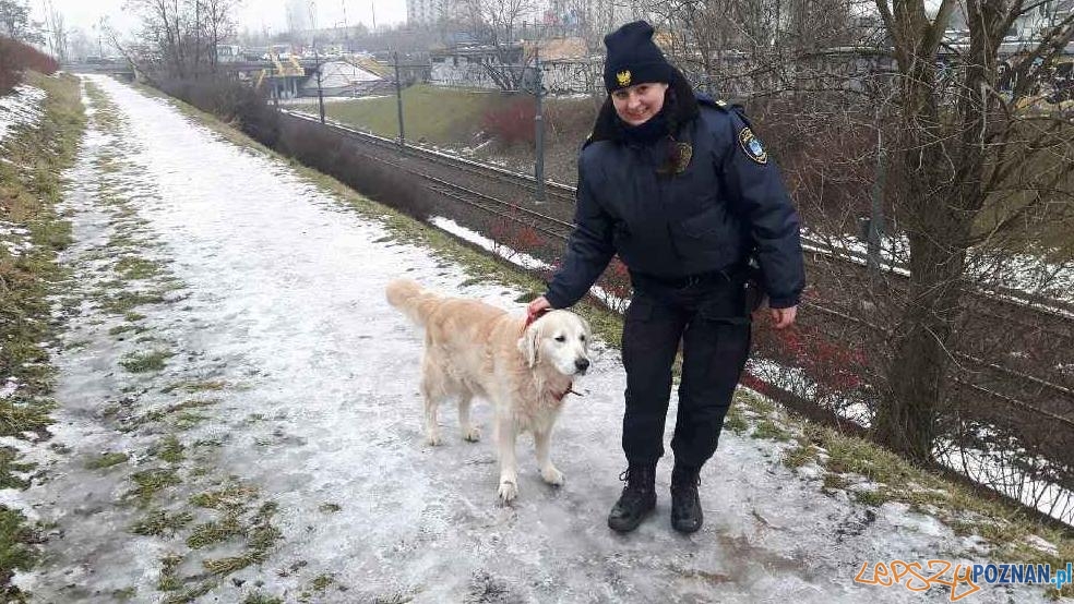 Interwencje Straży Miejskiej - pies biegający wzdłuż trasy PST  Foto: Straż Miejska 