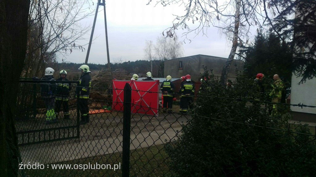 Śmiertelna ofiara wycinki drzew!  Foto: OSP Luboń