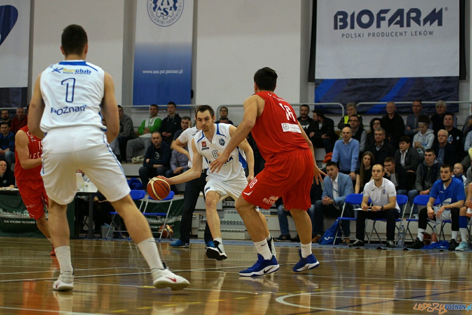 Bifarm Basket Poznań  Foto: materiały prasowe