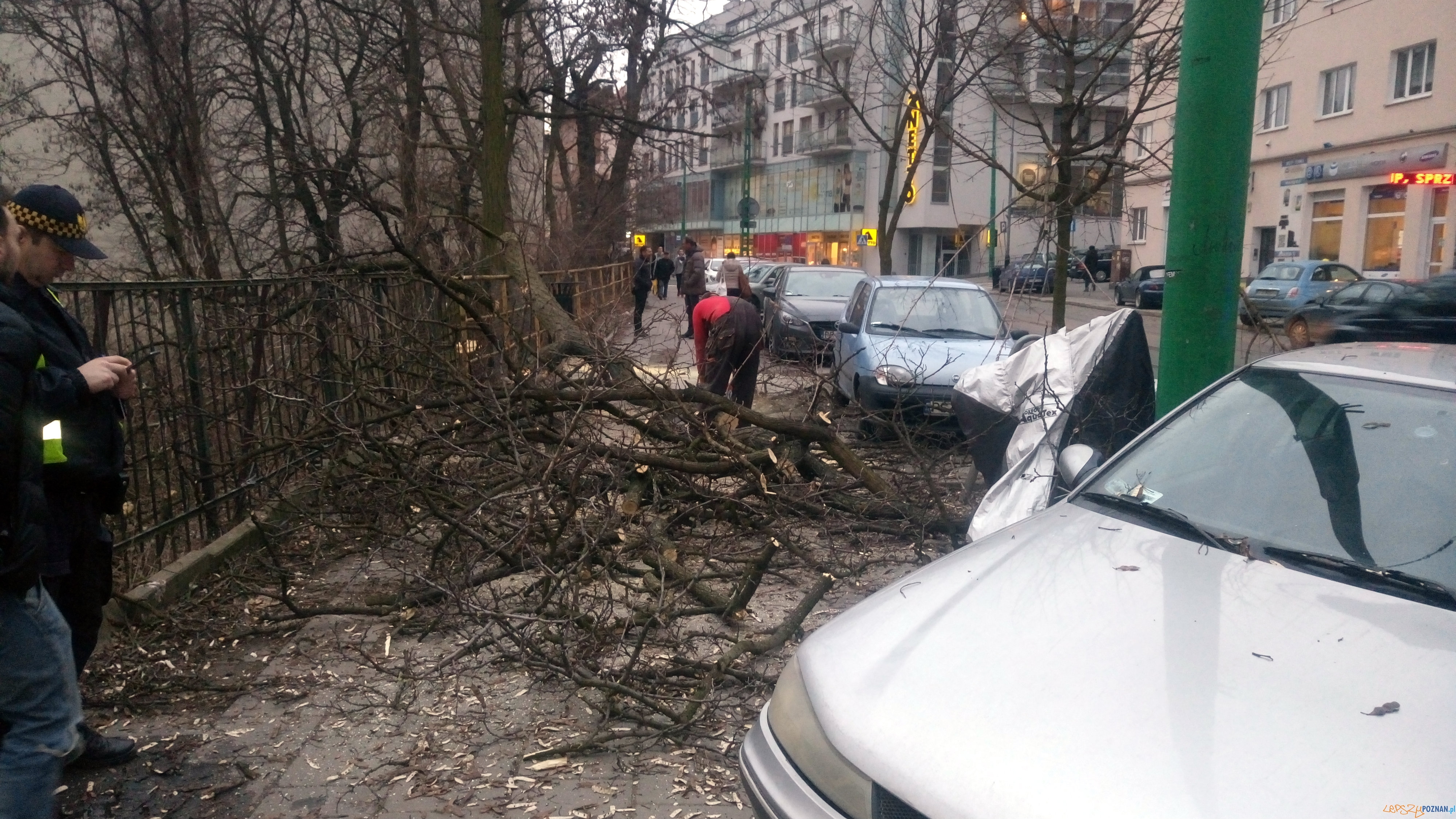 Niebezpieczne wycinki drzew na Wildzie  Foto: Straż Miejska Miasta Poznania