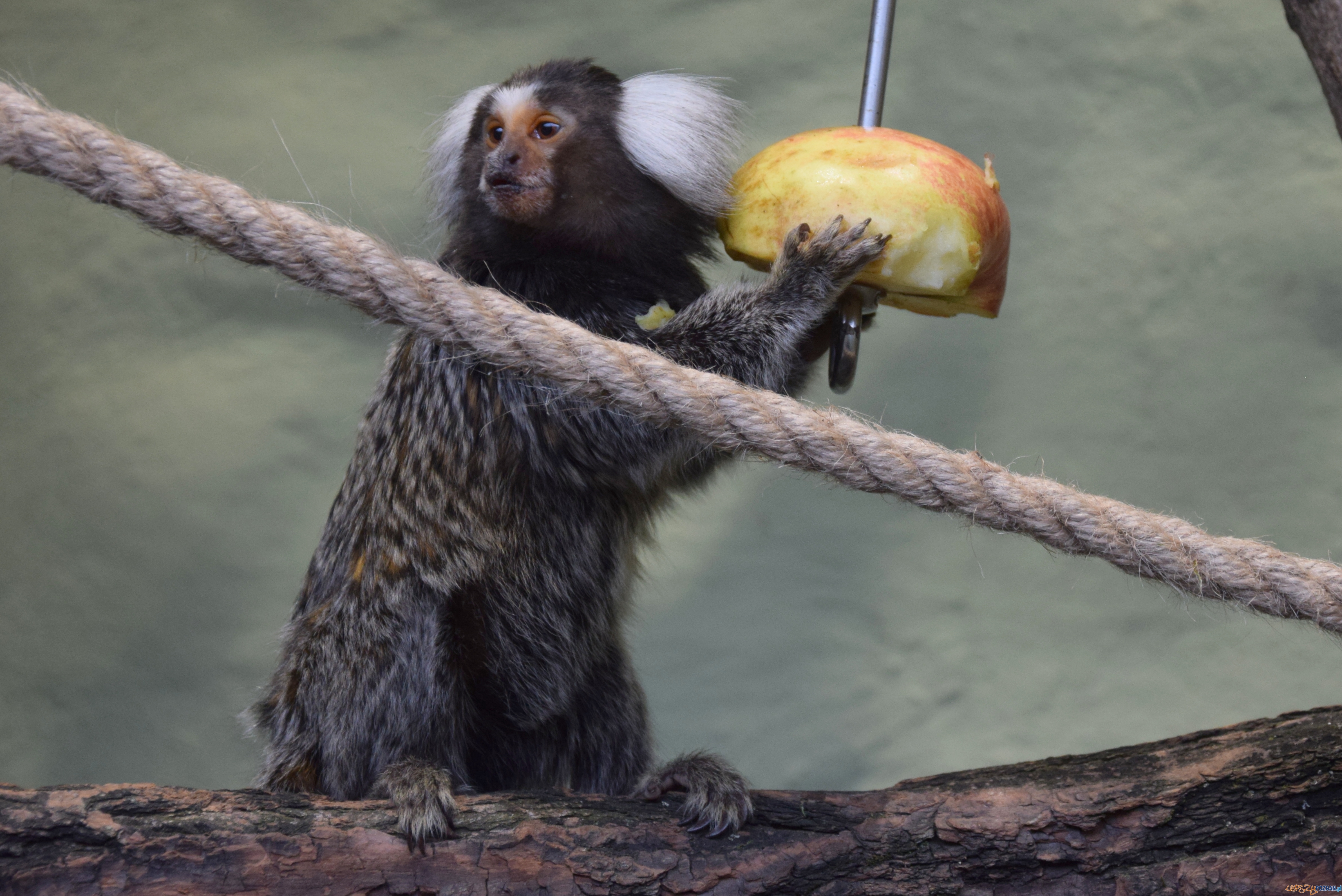 Uistiti białouche  Foto: ZOO POZNAŃ