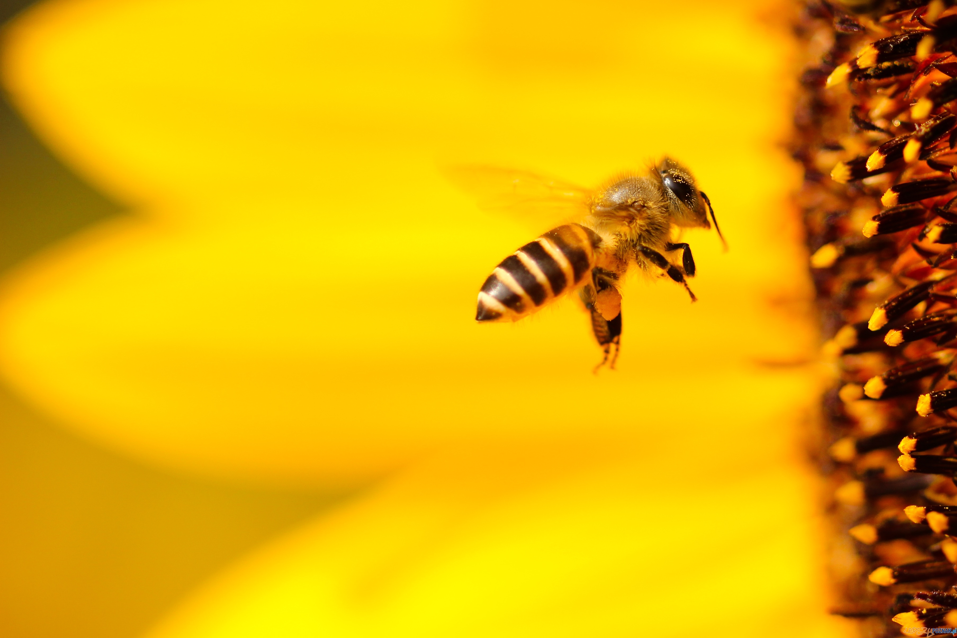 Pszczoła  Foto: Boris Smokrovic