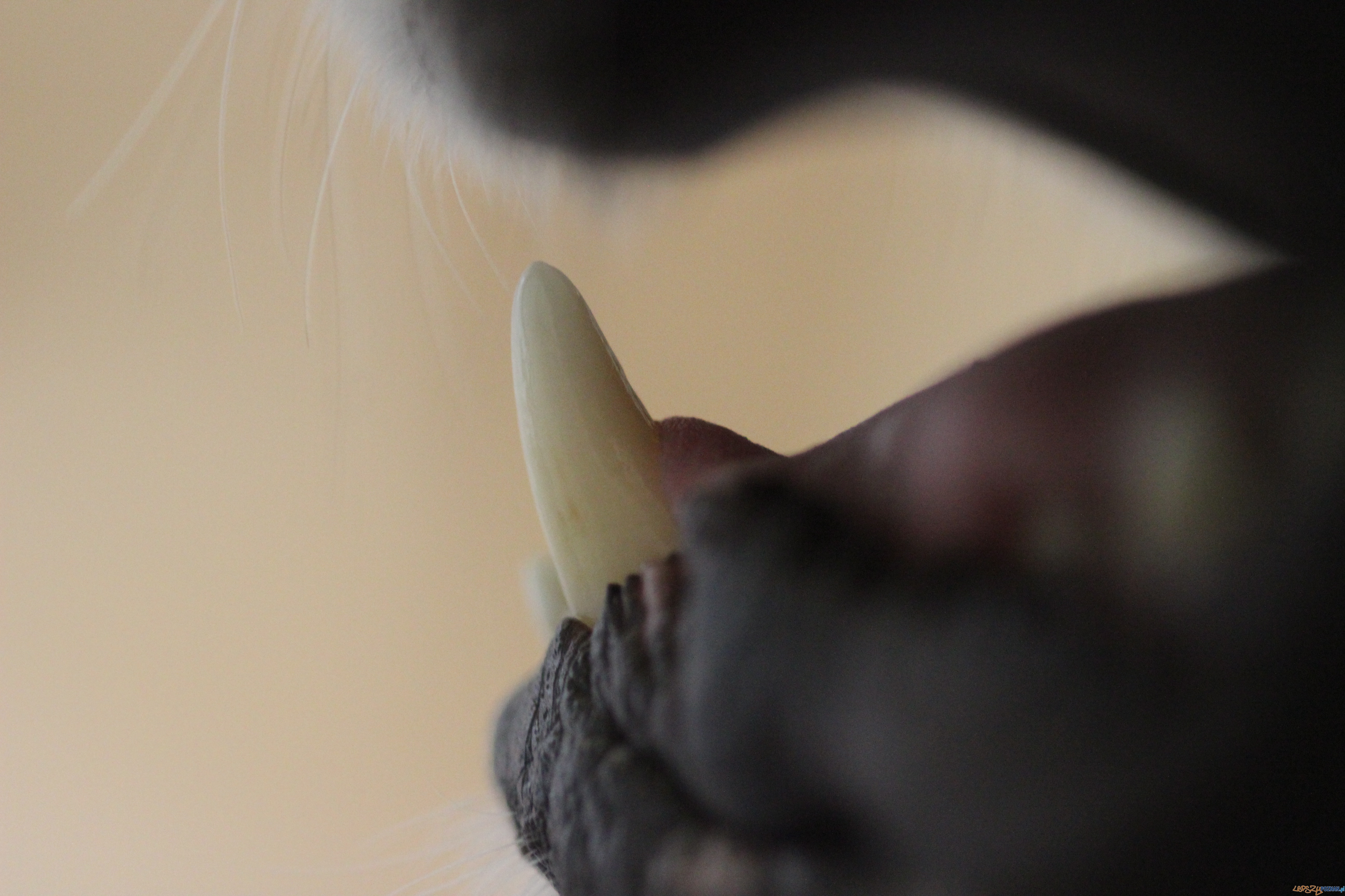 Kły zęby psa  Foto: Jessy Paston