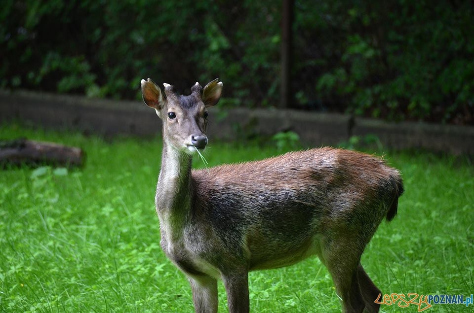 Sambary w poznańskim cologu - jak będą miały na imię?  Foto: Poznańskie Nowe Zoo