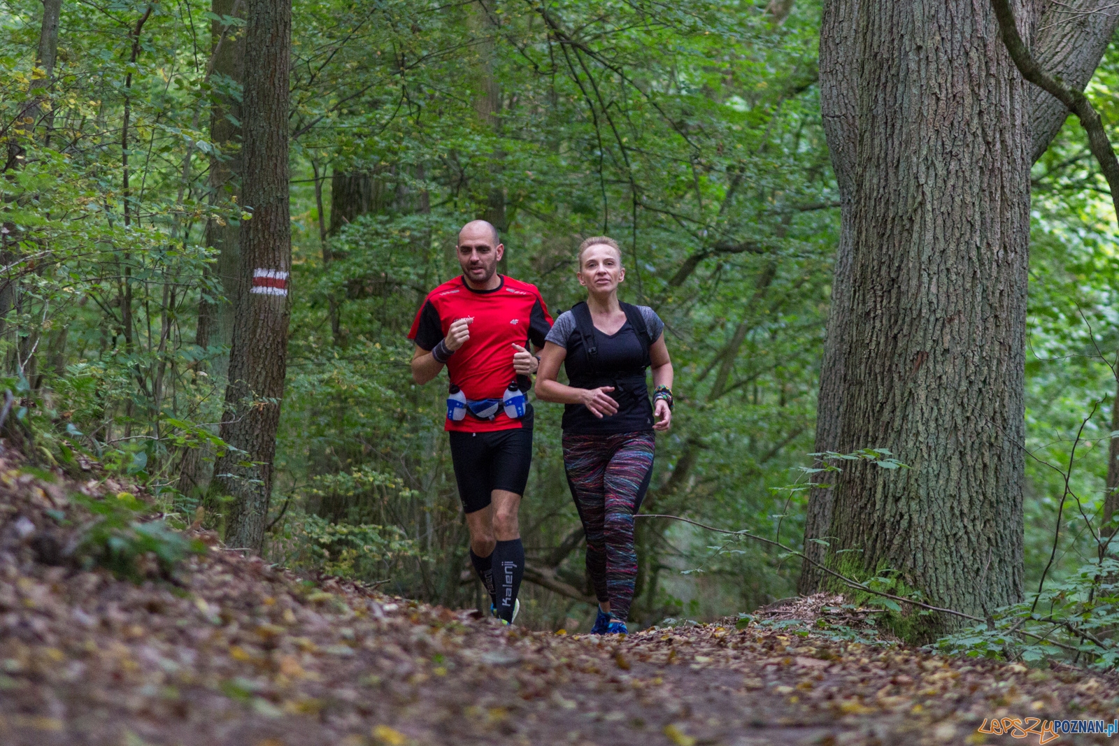 Forest Run  Foto: lepszyPOZNAN.pl / Ewelina Jaskowiak