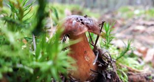 grzyby  Foto: lepszyPOZNAN.pl / gsm