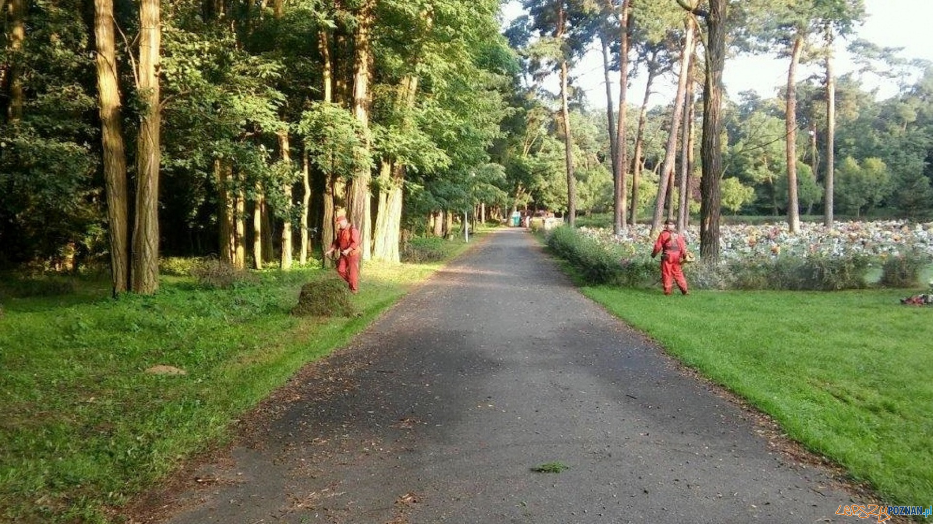 Cmentarz Miłostowo  Foto: UMP