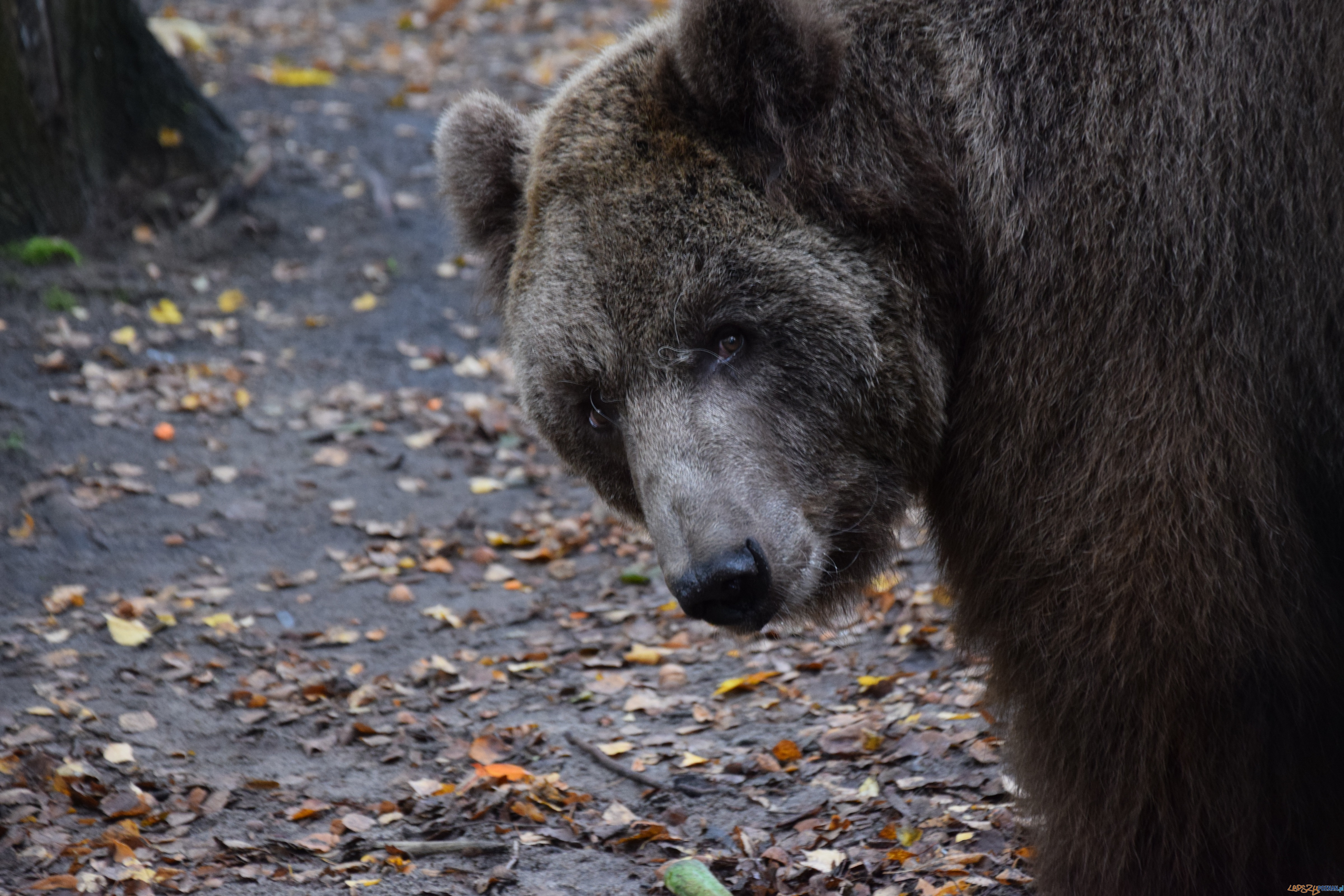 Baloo uratowany z cyrku  Foto: Poznańskie Zoo / materiały prasowe