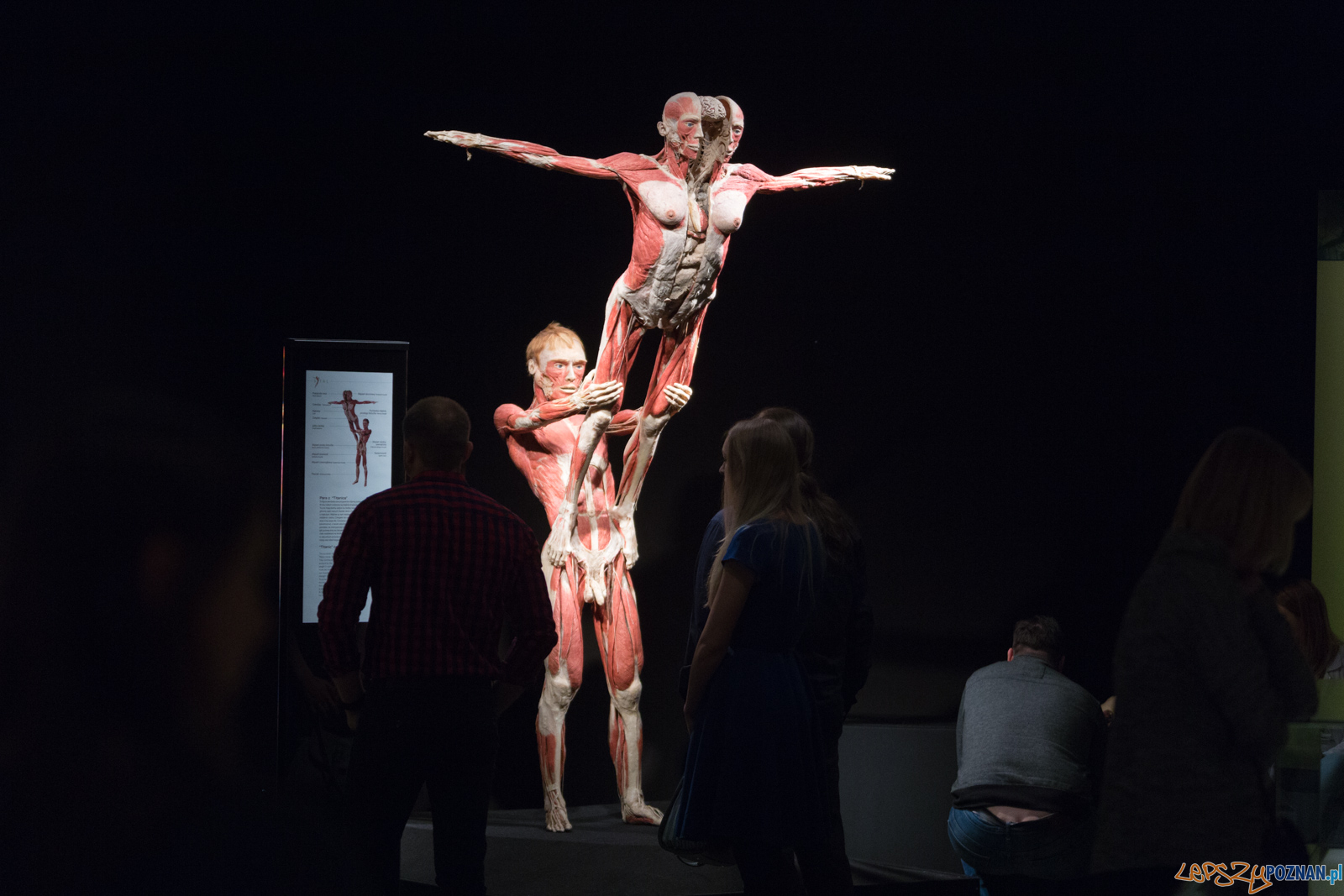 Body Worlds  Foto: lepszyPOZNAN.pl/Piotr Rychter