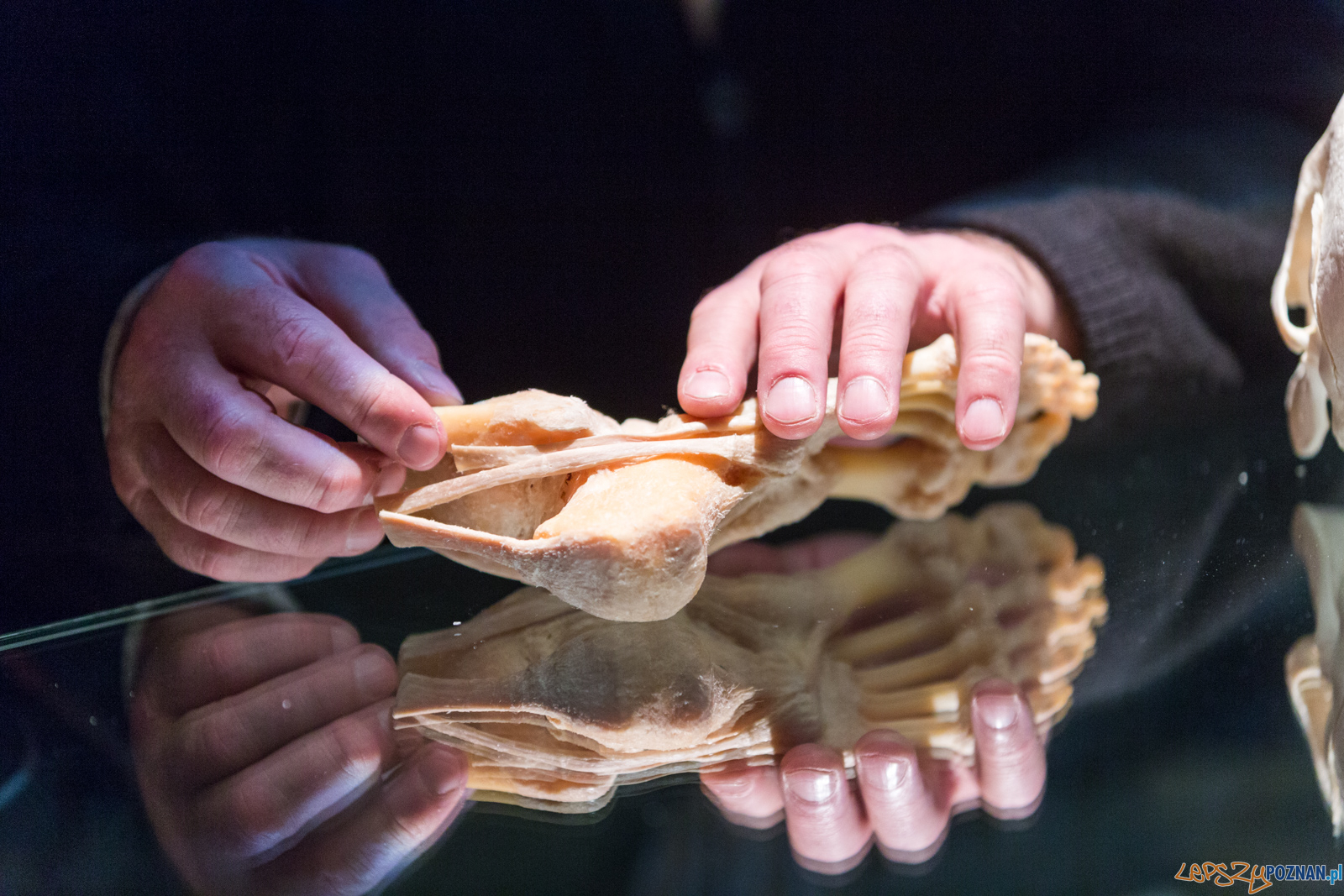 Body Worlds  Foto: lepszyPOZNAN.pl/Piotr Rychter