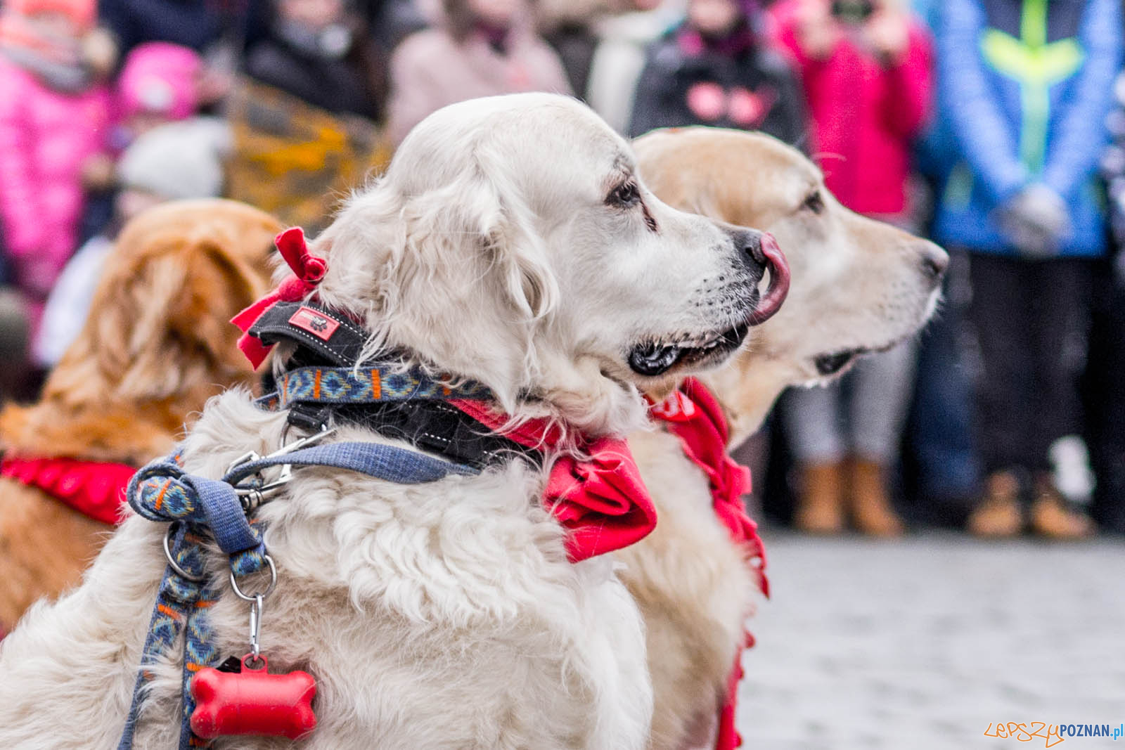 26. Finał WOŚP z Goldenami w Poznaniu  Foto: lepszyPOZNAN.pl / Ewelina Jaskowiak