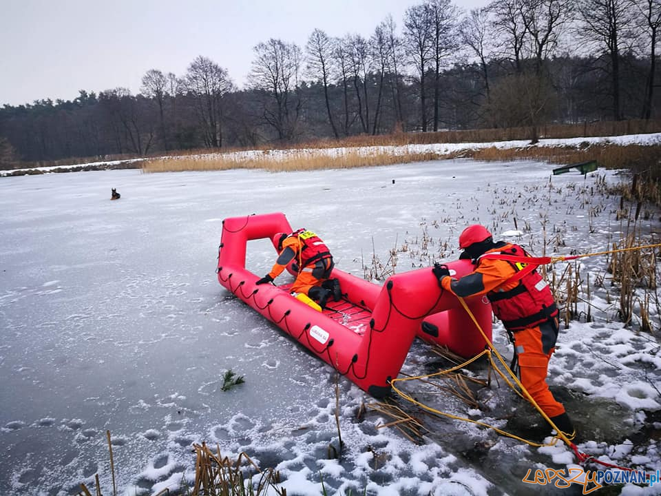 Ratowali kejtra z zamarzniętego jeziora!  Foto: OSP Skoki / Piotr Kaczmarek