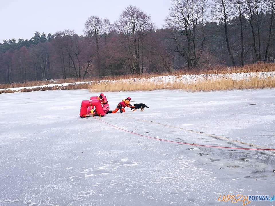 Ratowali kejtra z zamarzniętego jeziora!  Foto: OSP Skoki / Piotr Kaczmarek