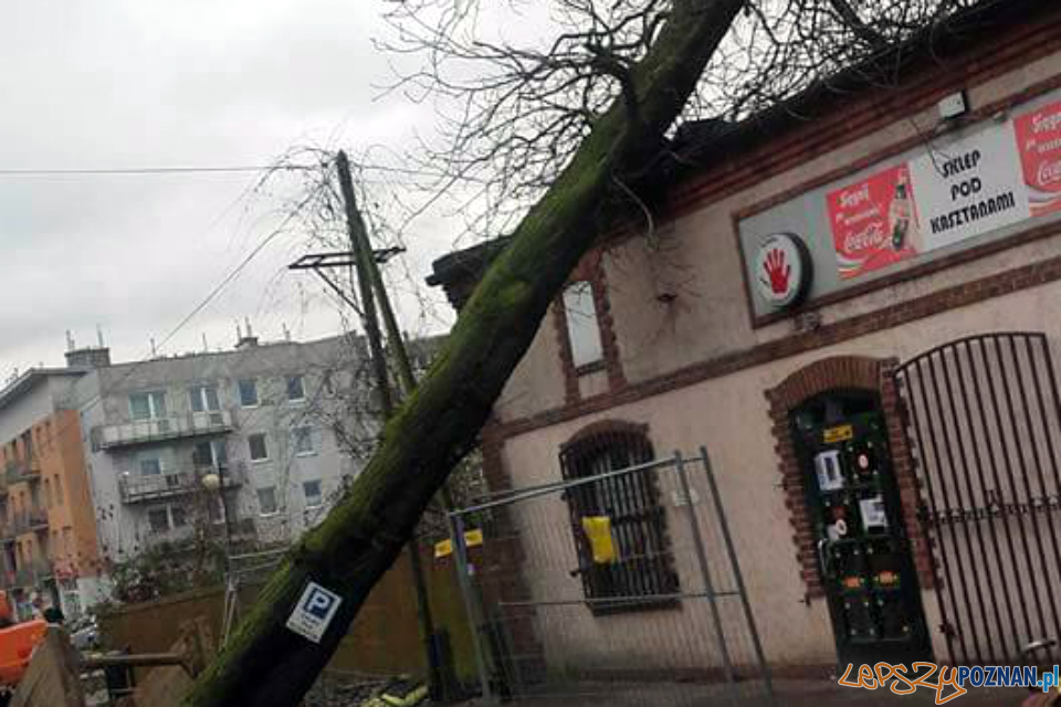 Drzewo przewróciło się na sklep  Foto: OSP Pobiedziska