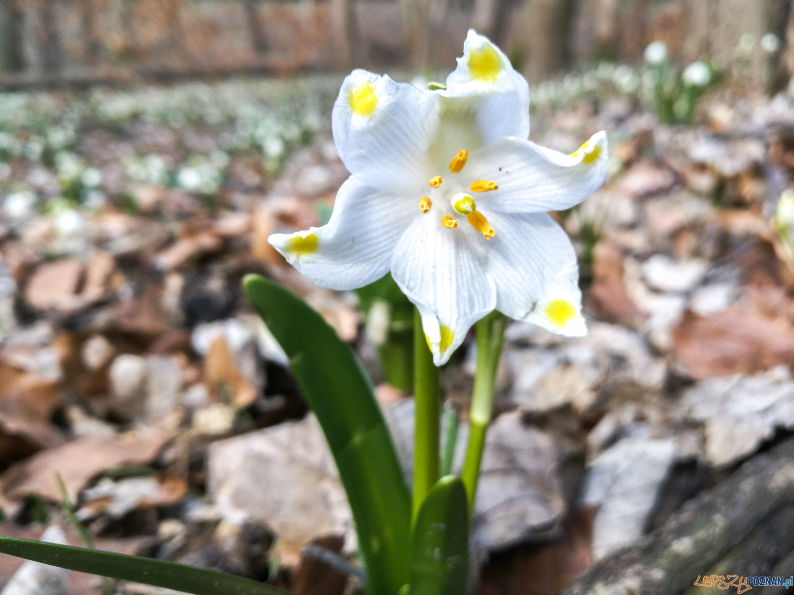 Śnieżycowy Jar  Foto: LepszyPOZNAN.pl / Paweł Rychter