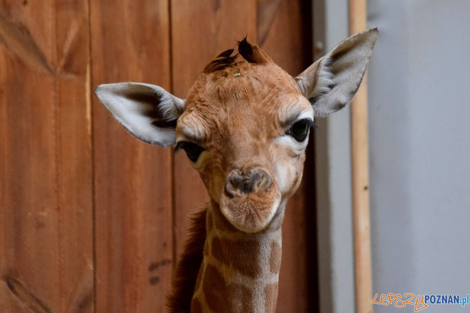 Leo - żyrafa z poznańskiego ZOO  Foto: ZOO / materiały prasowe