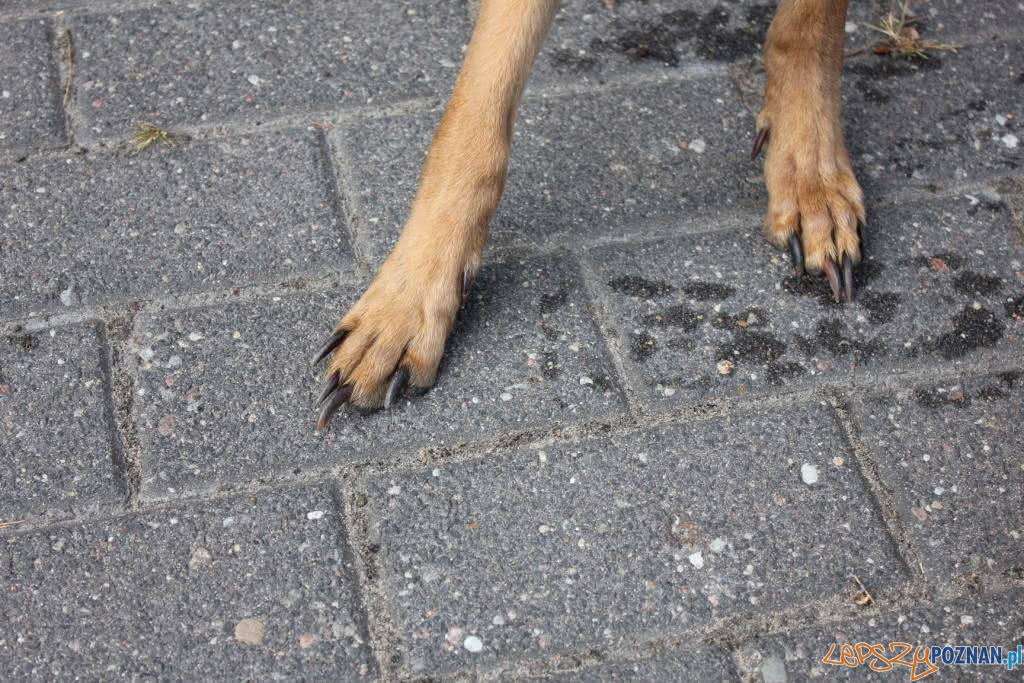 Psy z ulicy Głównej  Foto: Schronisko dla zwierząt w Poznaniu / facebook 